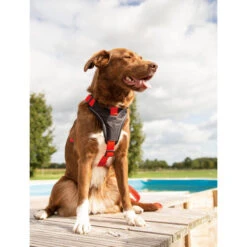 Beeztees Parinca Premium Y-Geschirr -Trixie Store beeztees parinca premium y tuig 199580 0500 none