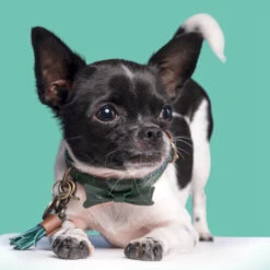 DWAM Halsband Bowie -Trixie Store dwam bowie halsband 186562 0500 none