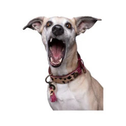 DWAM Halsband Lou Lou 8 DWAM Halsband Lou Lou -Trixie Store dwam halsband lou lou 182182 0500 none