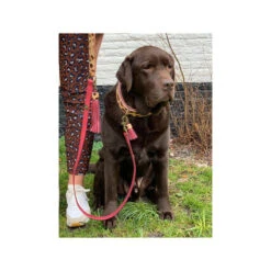 DWAM Halsband Lou Lou 9 DWAM Halsband Lou Lou -Trixie Store dwam halsband lou lou 182185 0500 none