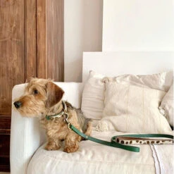 DWAM Hundeleine Ivy 8 DWAM Hundeleine Ivy -Trixie Store dwam hondenriem ivy 180700 0500 none