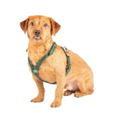 DWAM Hundegschirr Ivy 11 DWAM Hundegschirr Ivy -Trixie Store dwam hondentuigje ivy 182743 0500 none