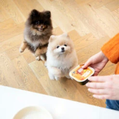 Edgard & Cooper Adult - Huhn & Truthahn - Im Schälchen -Trixie Store edgard cooper adult kip kalkoen kuipje 168597 0500 none