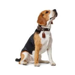 Hunter Halsband Cody -Trixie Store hunter halsband cody 116499 0500 none