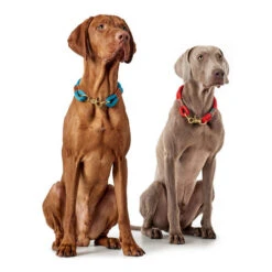 Hunter Halsband Oss -Trixie Store hunter halsband oss 146099 0500 none