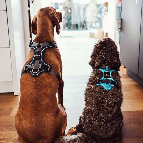 Hunter Geschirr Divo Dunkelblau/Grau 9 Hunter Geschirr Divo Dunkelblau/Grau – Bild 7