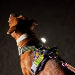 Hurtta - Geschirr Weekend Warrior - Neon Licorice -Trixie Store hurtta weekend warrior harnas neon licorice 216597 0500 none