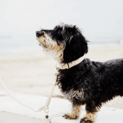 Kentucky Dogwear Hundehalsband Wool -Trixie Store kentucky dogwear hondenhalsband wool 219704 0500 none