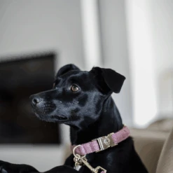 Kentucky Dogwear Hundehalsband Wool -Trixie Store kentucky dogwear hondenhalsband wool 219710 0500 none