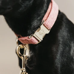 Kentucky Dogwear Hundehalsband Wool -Trixie Store kentucky dogwear hondenhalsband wool 219711 0500 none