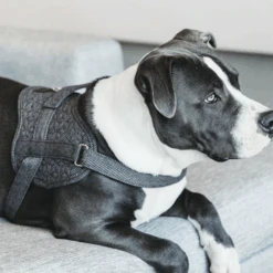 Kentucky Dogwear Hundegeschirr Body Safe Wool -Trixie Store kentucky dogwear hondenharnas body safe wool 219215 0500 none