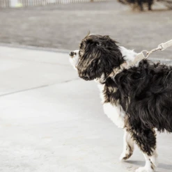 Kentucky Dogwear Hundeleine Wool -Trixie Store kentucky dogwear hondenlijn wool 219683 0500 none