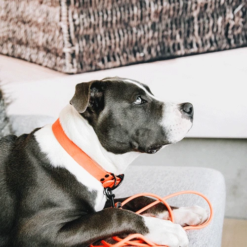 Kentucky Dogwear Schleppleine Soft Rubber 7 Kentucky Dogwear Schleppleine Soft Rubber – Bild 5