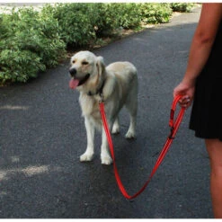 KONG Adjustable Leash -Trixie Store kong adjustable leash zwart 176938 0500 none