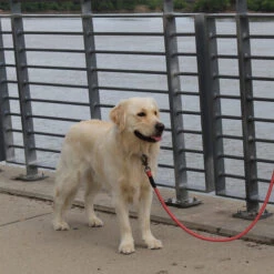 KONG Rope Leash - Schwarz 8 KONG Rope Leash - Schwarz -Trixie Store kong rope leash 194549 0500 none