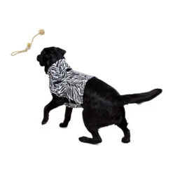 Medical Pet Top Shirt Zebra -Trixie Store medical pet top shirt zebraprint 150701 0500 none