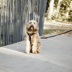 Kentucky Dog Harness Active Velvet -Trixie Store prod 15744 218994 0500 none