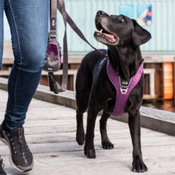 DOG Copenhagen Comfort Walk Pro Geschirr 27 DOG Copenhagen Comfort Walk Pro Geschirr -Trixie Store prod 15938 220297 0500 none