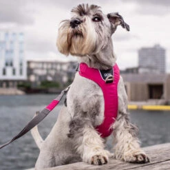 DOG Copenhagen Comfort Walk Pro Geschirr 18 DOG Copenhagen Comfort Walk Pro Geschirr -Trixie Store prod 15938 220300 0500 none