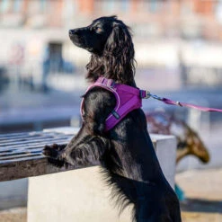 DOG Copenhagen Comfort Walk Go Geschirr -Trixie Store prod 15940 220325 0500 none