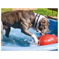 Jolly Egg -Trixie Store product jolly egg none 4 1496839894 86968