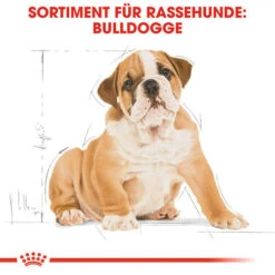 Royal Canin Bulldog Puppy - Hundefutter -Trixie Store royal canin bulldog puppy hondenvoer 137812 0500 none