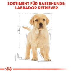 Royal Canin Labrador Retriever Puppy - Hundefutter 13 Royal Canin Labrador Retriever Puppy - Hundefutter -Trixie Store royal canin labrador retriever puppy hondenvoer 139438 0500 none