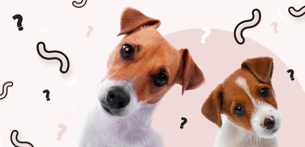 Trixie Store -Trixie Store How often do dogs and puppies need worming 1024x493 1